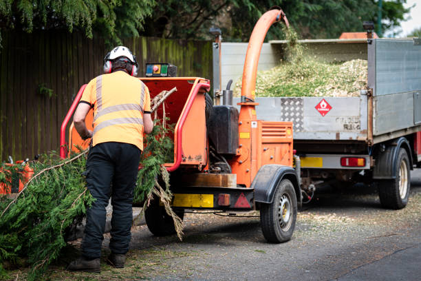 Best Tree Preservation Services  in Twinsburg, OH