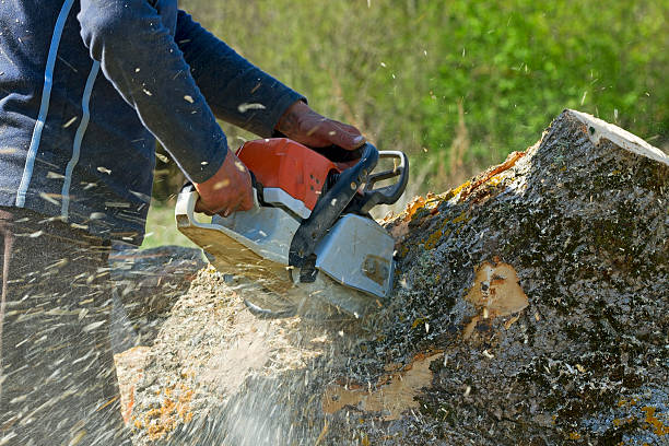 Best Stump Grinding and Removal  in Twinsburg, OH